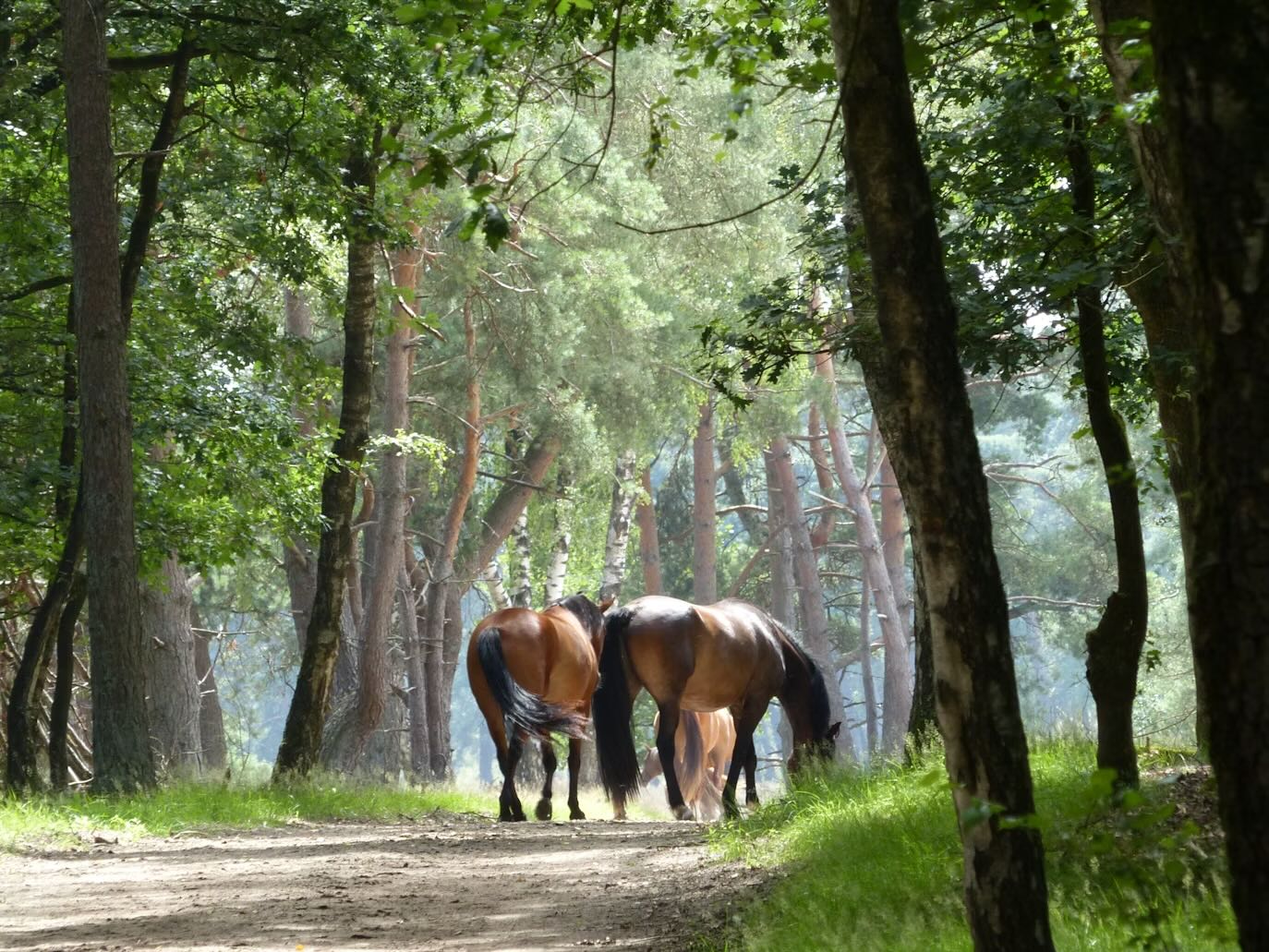 New Forest ponies